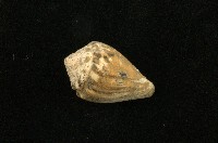 藏品(斑芋螺)的圖片